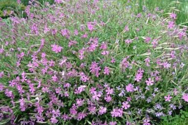 Autumn catchfly Silene schafta 'Splendens' 5-10 pot P9