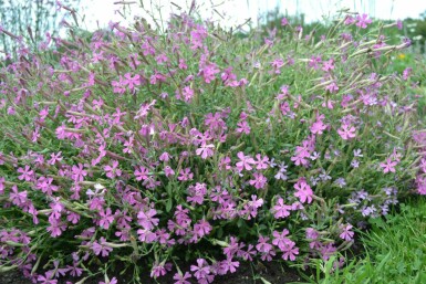 Autumn catchfly Silene schafta 'Splendens' 5-10 pot P9