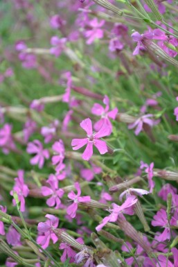 Autumn catchfly Silene schafta 'Splendens' 5-10 pot P9