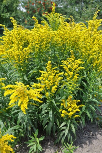Canadian goldenrod Solidago canadensis 'Goldkind' 5-10 pot P9 Solidago canadensis 'Goldkind'