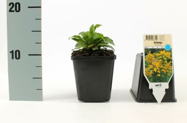 Canadian goldenrod Solidago canadensis 'Goldkind' 5-10 pot P9 Solidago canadensis 'Goldkind'