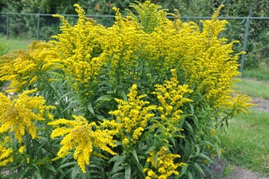 Canadian goldenrod Solidago canadensis 'Goldkind' 5-10 pot P9 Solidago canadensis 'Goldkind'