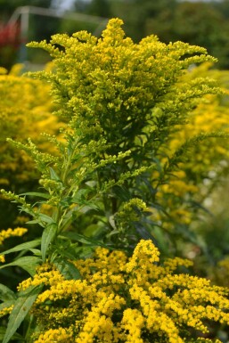 Canadian goldenrod Solidago canadensis 'Goldkind' 5-10 pot P9 Solidago canadensis 'Goldkind'