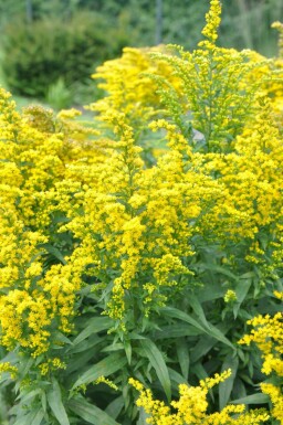 Canadian goldenrod Solidago canadensis 'Goldkind' 5-10 pot P9 Solidago canadensis 'Goldkind'