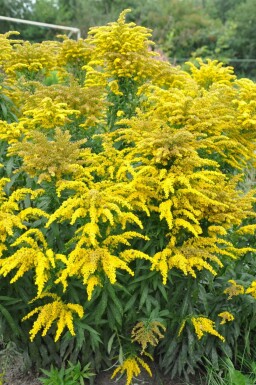 Canadian goldenrod Solidago canadensis 'Goldkind' 5-10 pot P9 Solidago canadensis 'Goldkind'