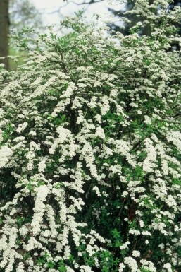 Meadowsweet Spiraea × cinerea 'Grefsheim' shrub 30-40 pot C2
