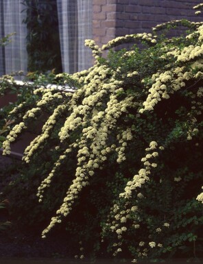 Van Houtte's spiraea Spiraea × vanhouttei shrub 30-40 pot C3