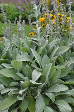 Lamb's ear Stachys byzantina 5-10 pot P9 Stachys byzantina
