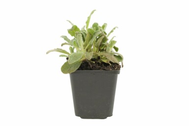 Lamb's ear Stachys byzantina 5-10 pot P9 Stachys byzantina