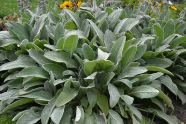 Lamb's ear Stachys byzantina 5-10 pot P9