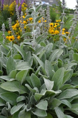 Lamb's ear Stachys byzantina 5-10 pot P9