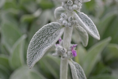 Lamb's ear Stachys byzantina 5-10 pot P9