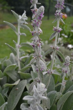 Lamb's ear Stachys byzantina 5-10 pot P9