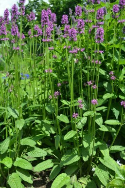 Betony Stachys monieri 'Hummelo' 5-10 pot P9