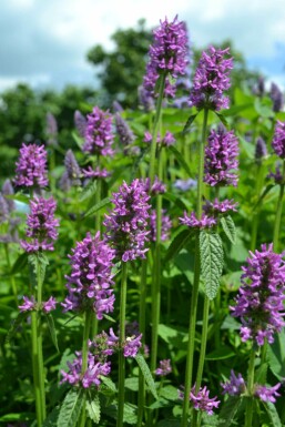 Betony Stachys monieri 'Hummelo' 5-10 pot P9