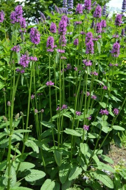 Betony Stachys monieri 'Hummelo' 5-10 pot P9