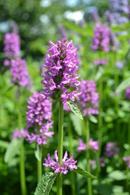 Betony Stachys monieri 'Hummelo' 5-10 pot P9