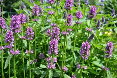 Betony Stachys monieri 'Hummelo' 5-10 pot P9