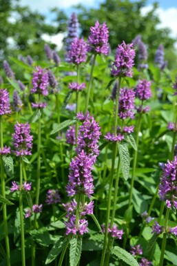 Betony Stachys monieri 'Hummelo' 5-10 pot P9