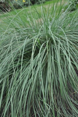 Golden oats Stipa gigantea 5-10 pot P9 Stipa gigantea