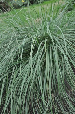 Golden oats Stipa gigantea 5-10 pot P9