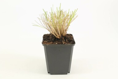 Golden oats Stipa gigantea 5-10 pot P9 Stipa gigantea