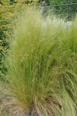 Mexican feather grass Stipa tenuissima 5-10 pot P9