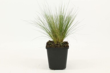 Mexican feather grass Stipa tenuissima 5-10 pot P9 Stipa tenuissima