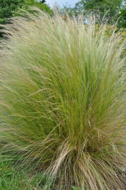 Mexican feather grass Stipa tenuissima 5-10 pot P9