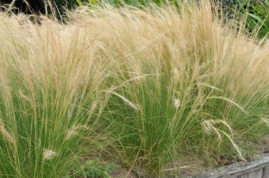 Mexican feather grass Stipa tenuissima 'Ponytails' 5-10 pot P9