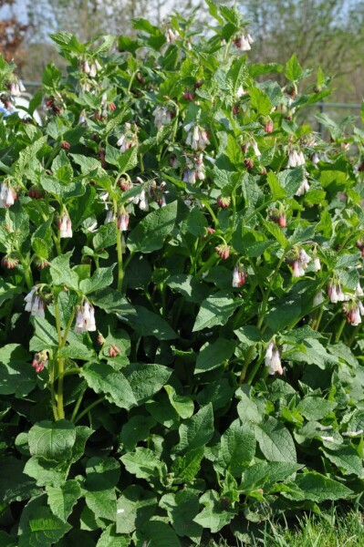 Creeping comfrey Symphytum grandiflorum 5-10 pot P9 Symphytum grandiflorum