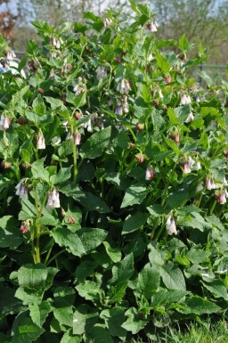 Creeping comfrey Symphytum grandiflorum 5-10 pot P9