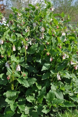 Creeping comfrey Symphytum grandiflorum 5-10 pot P9 Symphytum grandiflorum
