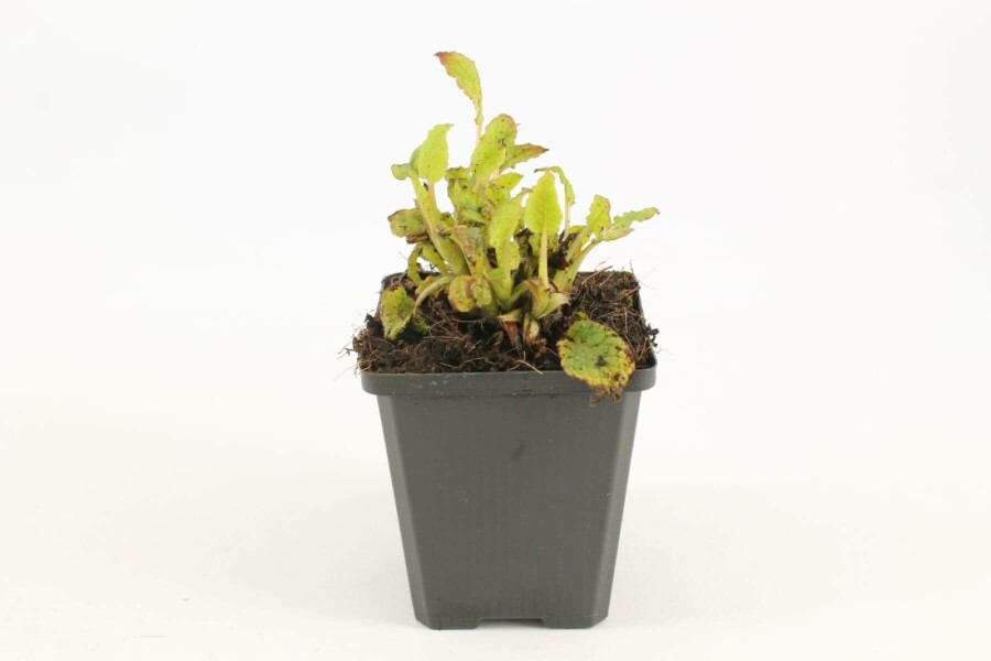 Creeping comfrey Symphytum grandiflorum 5-10 pot P9 Symphytum grandiflorum