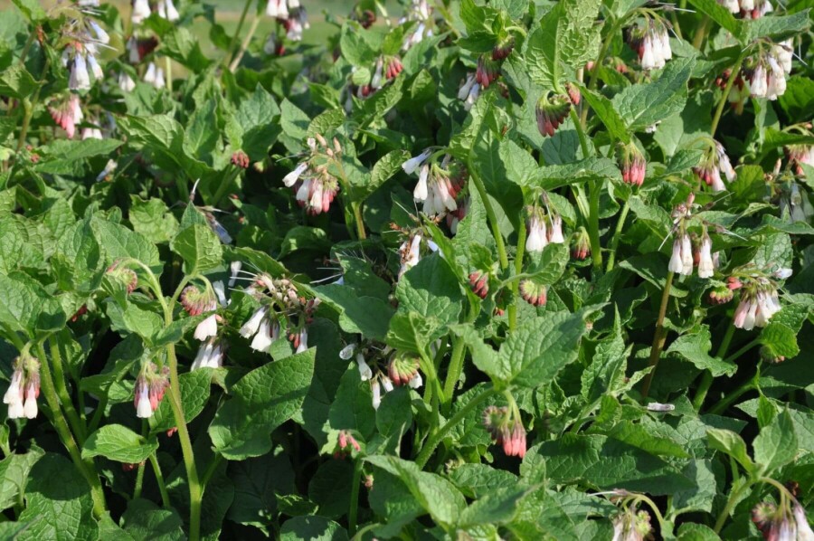 Creeping comfrey Symphytum grandiflorum 5-10 pot P9 Symphytum grandiflorum