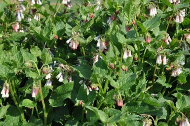 Creeping comfrey Symphytum grandiflorum 5-10 pot P9