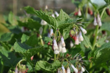 Creeping comfrey Symphytum grandiflorum 5-10 pot P9 Symphytum grandiflorum