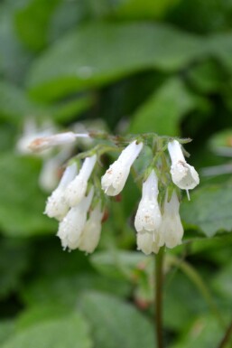 Creeping comfrey Symphytum grandiflorum 5-10 pot P9 Symphytum grandiflorum