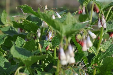 Creeping comfrey Symphytum grandiflorum 5-10 pot P9