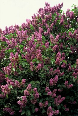 Lilac Syringa vulgaris 'Andenken an Ludwig Spath' shrub 80-100 pot C12