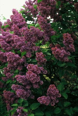 Lilac Syringa vulgaris 'Andenken an Ludwig Spath' shrub 80-100 pot C12