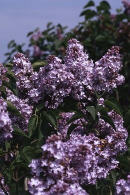 Lilac Syringa vulgaris 'Michel Buchner' shrub 80-100 pot C12