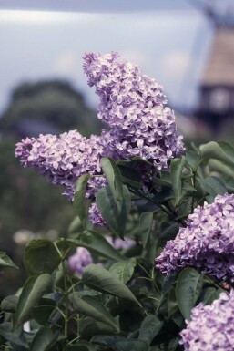 Lilac Syringa vulgaris 'Michel Buchner' shrub 80-100 pot C12