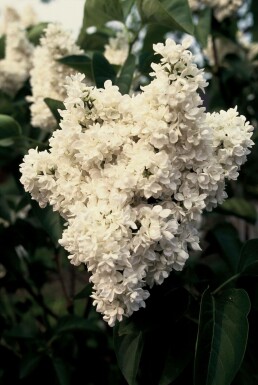 Lilac Syringa vulgaris 'Mme Lemoine' shrub 80-100 pot C12