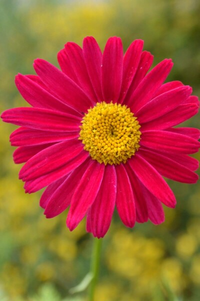 Painted daisy Robinson’s red-flowered Tanacetum coccineum 'Robinson's Red' 5-10 pot P9 Tanacetum coccineum 'Robinson's Red'