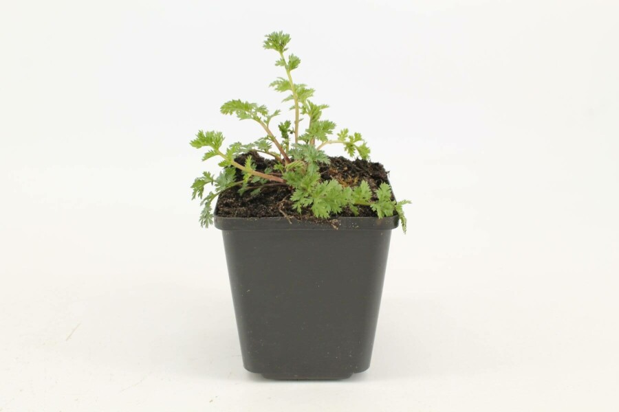 Painted daisy Robinson’s red-flowered Tanacetum coccineum 'Robinson's Red' 5-10 pot P9 Tanacetum coccineum 'Robinson's Red'