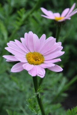 Florist's pyrethrum Tanacetum coccineum 'Robinson's Rose' 5-10 pot P9 Tanacetum coccineum 'Robinson's Rose'