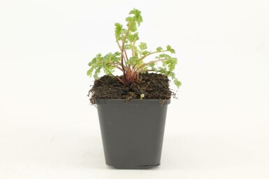 Florist's pyrethrum Tanacetum coccineum 'Robinson's Rose' 5-10 pot P9 Tanacetum coccineum 'Robinson's Rose'