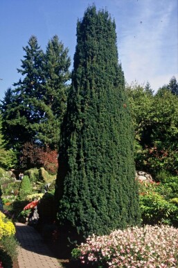 Irish yew Taxus baccata 'Fastigiata' shrub 100-125 pot C12