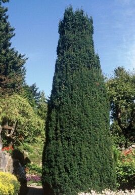 Irish yew Taxus baccata 'Fastigiata' shrub 100-125 pot C12